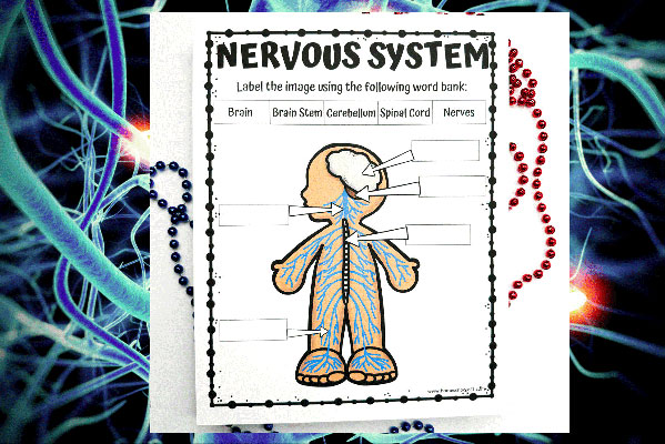 Neuroplasticity 5
