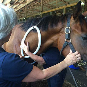 PEMF for Horses